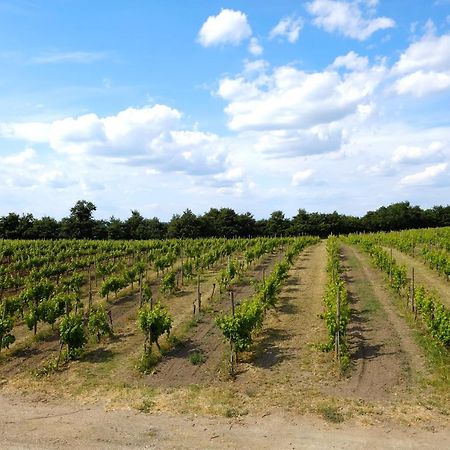 Agriturismo Vigna Sul Lago مونتيفياسكون المظهر الخارجي الصورة