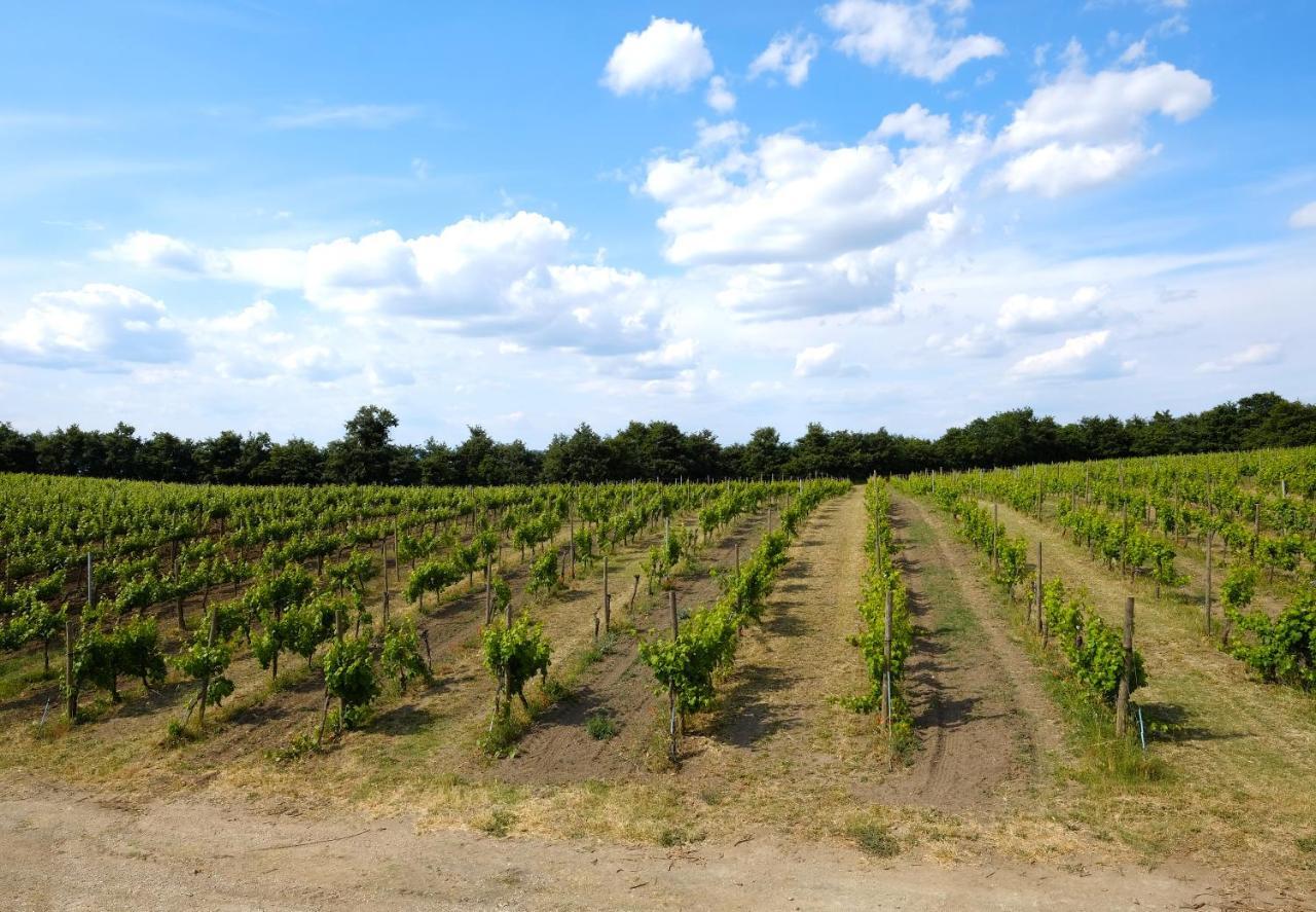 Agriturismo Vigna Sul Lago مونتيفياسكون المظهر الخارجي الصورة
